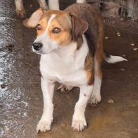 Melody - geb. 06/2024 - 34 cm klein