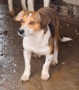 Melody - geb. 06/2024 - 34 cm klein