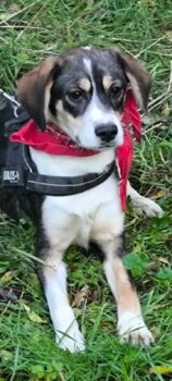 LINA - 6 Mon. alte Mix-Hündin, sehr lieb zu allen, gerne in Familie mit Kindern, katzenfreundlich