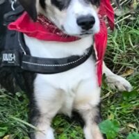 LINA - 6 Mon. alte Mix-Hündin, sehr lieb zu allen, gerne in Familie mit Kindern, katzenfreundlich