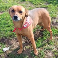 Olia, ruhige, offene, soziale, liebe Mix-Hündin, sie mag Menschen und Hunde sehr