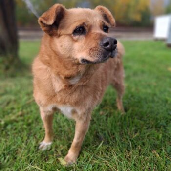 Charlotte: Weibchen • geb.ca. 2014-2016 • 40cm • 15kg