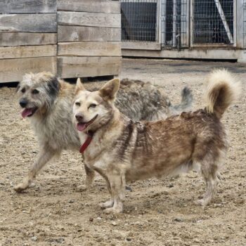 Rudukas & Kitukas: Rüden • geb.ca. 2013-2015 • 30cm • 13kg und geb.ca. 2016-2018 • 43cm • 17kg