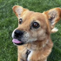 Simonas: Rüde • geb.ca. 2014-2016 • 34cm • 11.6kg