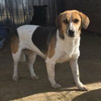 LISA - 45 cm - geb. 2021