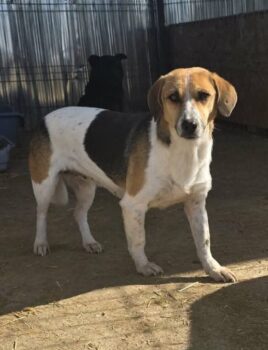 LISA - 45 cm - geb. 2021