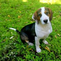 Lustige LAIDY, 5 Mon. alt, sehr lieb und verspielt, gerne zu Kindern, Katzen, Hunden