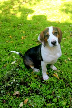 Lustige LAIDY, 5 Mon. alt, sehr lieb und verspielt, gerne zu Kindern, Katzen, Hunden