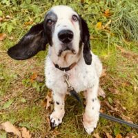 Vejas: Rüde • geb.ca. 2013-2015 • 43cm