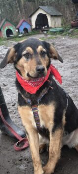 LIANA, schöne Hündin, die noch eine liebevolle Familie sucht