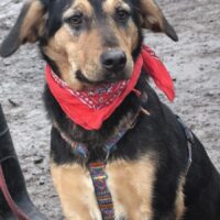 LIANA, schöne Hündin, die noch eine liebevolle Familie sucht