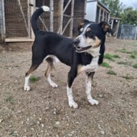 Migelis: Rüde • geb.ca. 2020-2022 • 46cm • 16kg