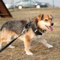 Alnas: Rüde • geb.ca. 2018 • 35cm (ein Leben lang im Tierheim 😭)