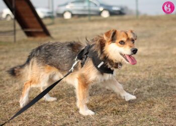 Alnas: Rüde • geb.ca. 2018 • 35cm (ein Leben lang im Tierheim 😭)