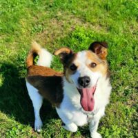 Jerry: Rüde • geb.ca. 2016-2018 • 45cm