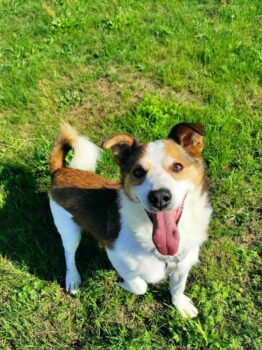 Jerry: Rüde • geb.ca. 2016-2018 • 45cm