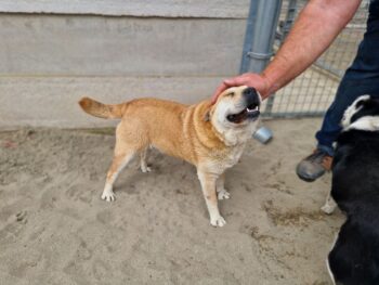 HERTA: Gute-Laune-Hund (40cm / 14 kg)