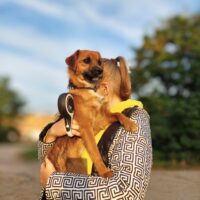 Guzikas: Rüde • geb.ca. 2024 • ca. 40cm