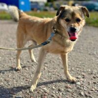 Narcizas: Rüde • geb.ca. 2016-2018 • 45cm