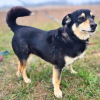 Sara: Weibchen • geb.ca. 2017-2019 • 40cm