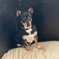 Rokutis: Rüde • geb.ca. 2018-2020 • 35cm