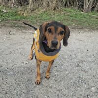 Lieber, ruhiger, ausgeglichener Rüde Tedy