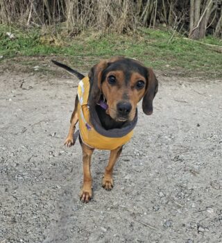 Lieber, ruhiger, ausgeglichener Rüde Tedy