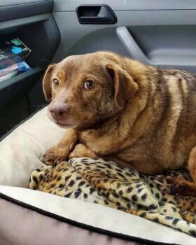 Franis: Rüde • geb.ca. 2016-2018 • 45cm