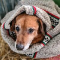 Meschkis: Rüde • 40cm • 15kg