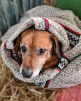 Meschkis: Rüde • 40cm • 15kg