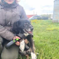 Zoro: Rüde • geb.ca. 2017-2019 • 42cm