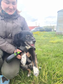 Zoro: Rüde • geb.ca. 2017-2019 • 42cm