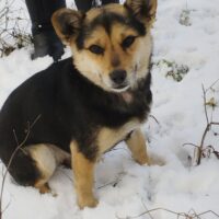 LIZA / 1 Jahr / 30 cm / 5-6kg