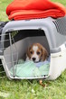 Beagle-Welpen mit Transportbox