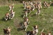 Beagle Hundemeute