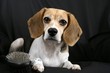 beagle with brush