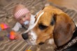 Baby boy plays with a beagle dog