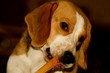 Verträumter Beagle