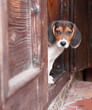 Portrait of a cute Beagle puppy sitting on doorstep