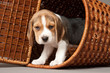 Beagle in basket