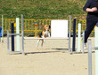 Dog  doing his paces in an agility competition.