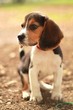 adorable beagle puppy