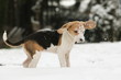 Beaglewelpe mit Schnee im Gesicht