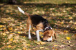 beagle in the autumn lawn