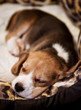 Sweet sleeping beagle puppy