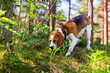 beagle in forest