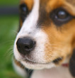Nose of cute Beagle puppy