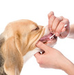 dog getting teeth examined by veterinarian