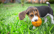 Beagle puppy playing with ball